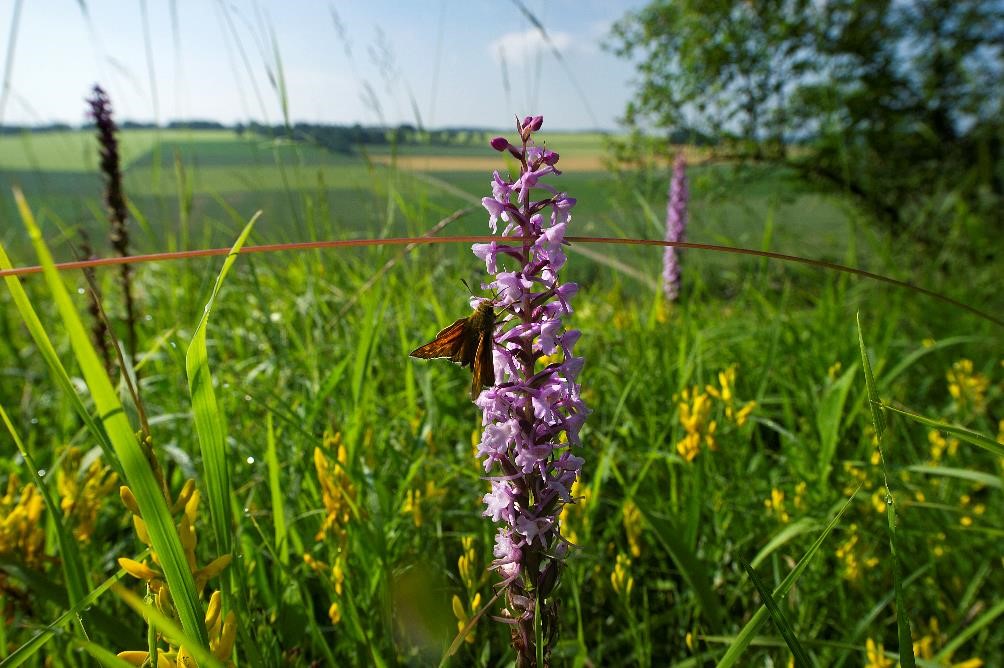 heuvellandschap met gele en paarse wilde bloemen en vergezicht over akkers 